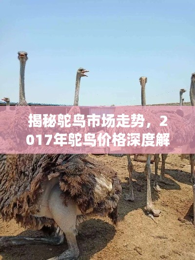 揭秘鸵鸟市场走势，2017年鸵鸟价格深度解析