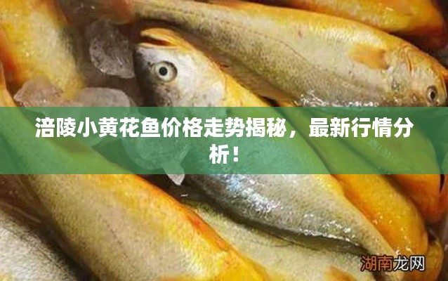 涪陵小黄花鱼价格走势揭秘，最新行情分析！