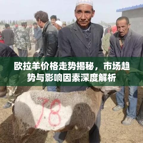 欧拉羊价格走势揭秘，市场趋势与影响因素深度解析