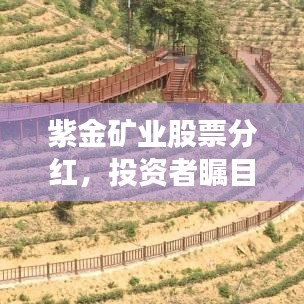 紫金矿业股票分红，投资者瞩目焦点！