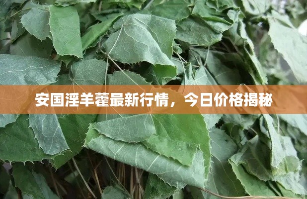 安国淫羊藿最新行情，今日价格揭秘