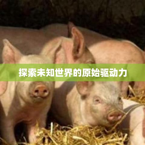 探索未知世界的原始驱动力