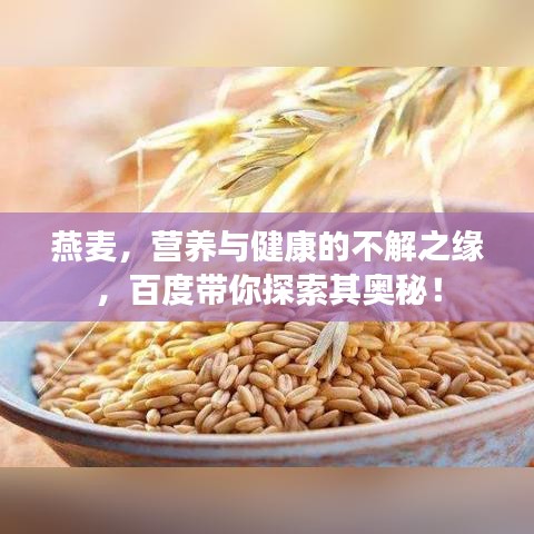燕麦，营养与健康的不解之缘，百度带你探索其奥秘！