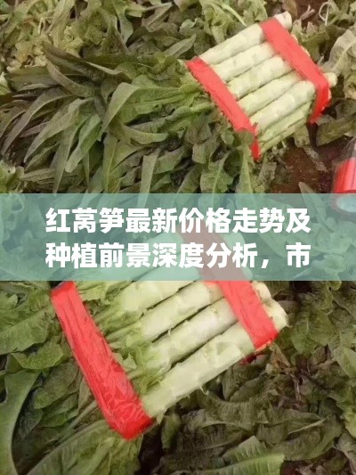 红莴笋最新价格走势及种植前景深度分析，市场趋势大揭秘
