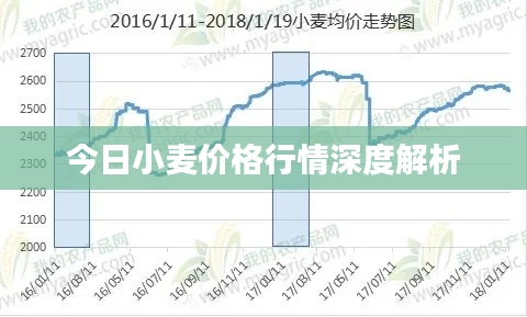今日小麦价格行情深度解析