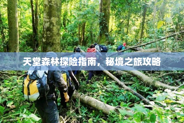 天堂森林探险指南，秘境之旅攻略