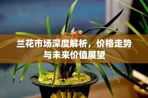 兰花市场深度解析，价格走势与未来价值展望