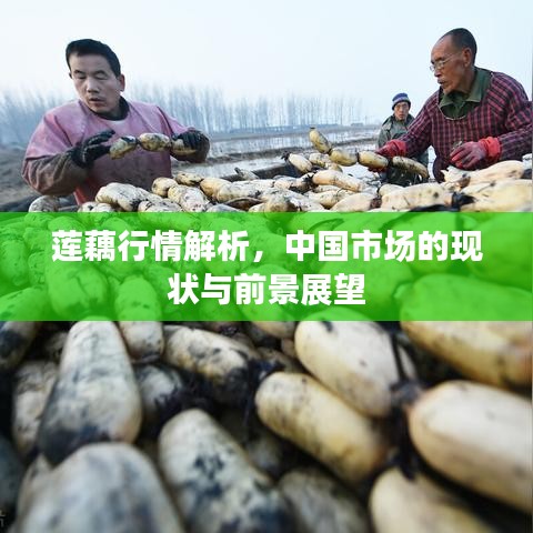 莲藕行情解析，中国市场的现状与前景展望