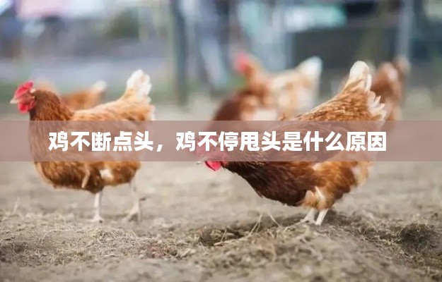 鸡不断点头，鸡不停甩头是什么原因 