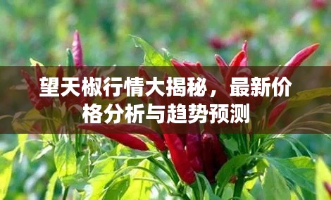望天椒行情大揭秘，最新价格分析与趋势预测