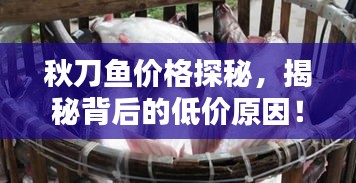 秋刀鱼价格探秘，揭秘背后的低价原因！