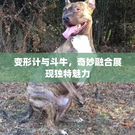 变形计与斗牛，奇妙融合展现独特魅力