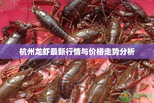 杭州龙虾最新行情与价格走势分析