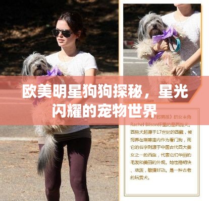 欧美明星狗狗探秘，星光闪耀的宠物世界