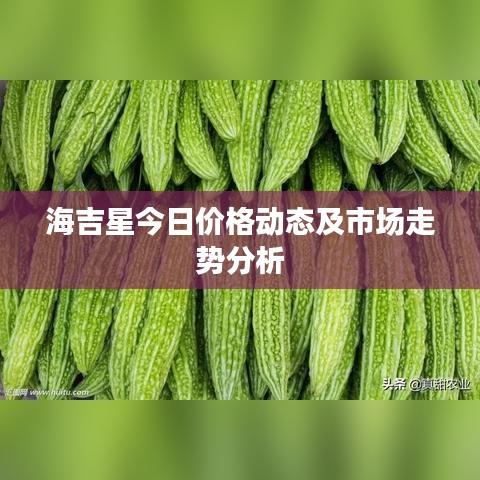 海吉星今日价格动态及市场走势分析