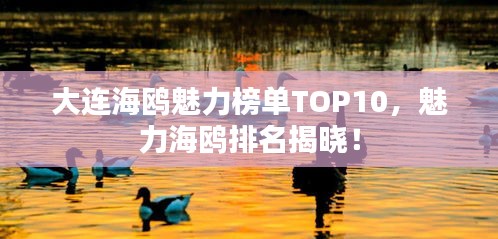大连海鸥魅力榜单TOP10，魅力海鸥排名揭晓！