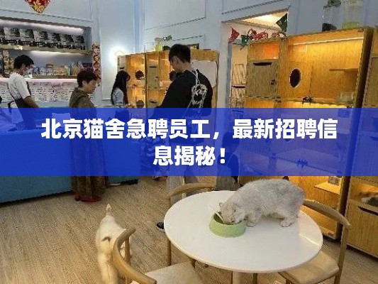 北京猫舍急聘员工，最新招聘信息揭秘！