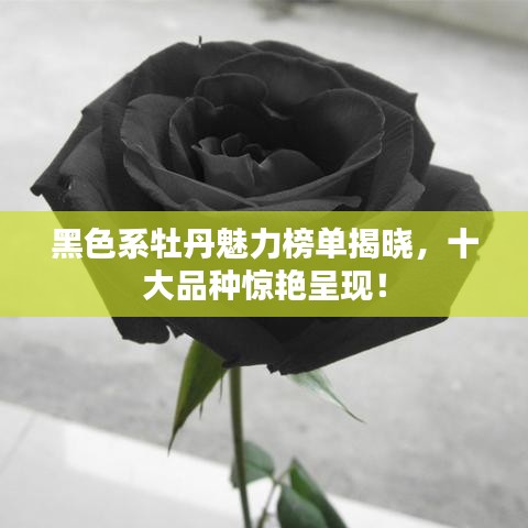 黑色系牡丹魅力榜单揭晓，十大品种惊艳呈现！