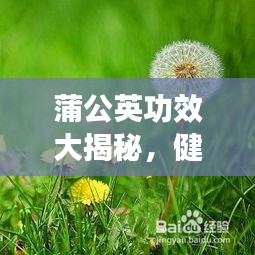 蒲公英功效大揭秘，健康必备，百度收录标准标题推荐