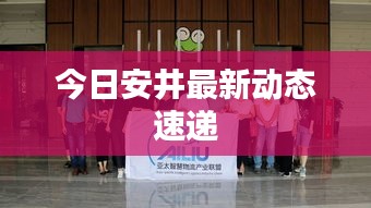 今日安井最新动态速递