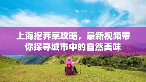 上海挖荠菜攻略，最新视频带你探寻城市中的自然美味