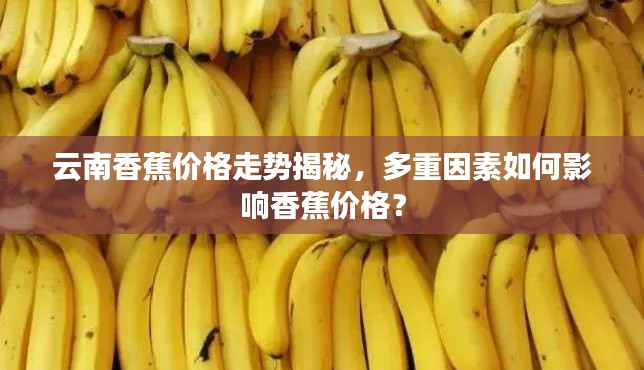 云南香蕉价格走势揭秘，多重因素如何影响香蕉价格？