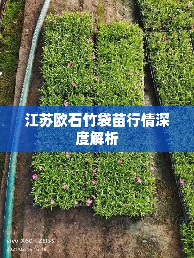 江苏欧石竹袋苗行情深度解析