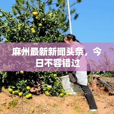 麻州最新新闻头条，今日不容错过