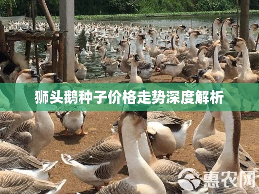 狮头鹅种子价格走势深度解析