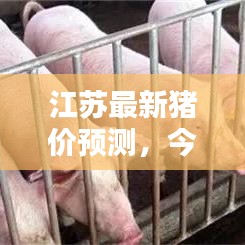 江苏最新猪价预测，今日行情分析与趋势预测