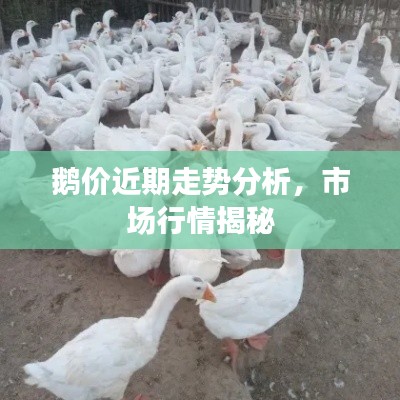 鹅价近期走势分析，市场行情揭秘