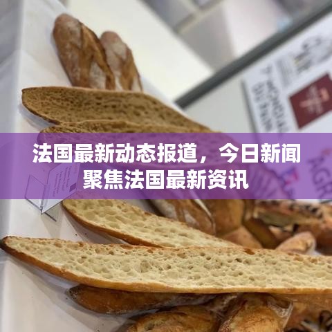 法国最新动态报道，今日新闻聚焦法国最新资讯