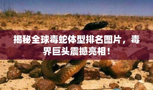 揭秘全球毒蛇体型排名图片，毒界巨头震撼亮相！