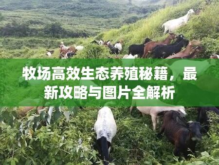 牧场高效生态养殖秘籍，最新攻略与图片全解析