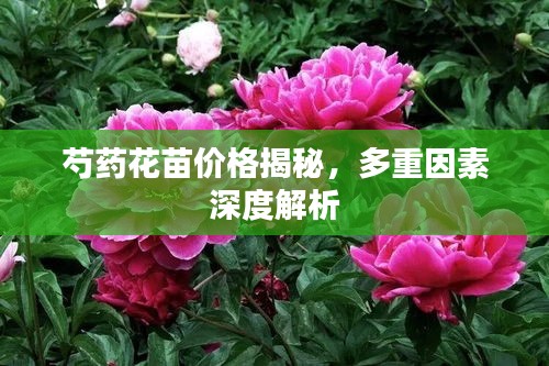 芍药花苗价格揭秘，多重因素深度解析
