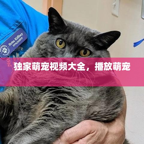 独家萌宠视频大全，播放萌宠 