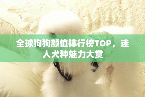 全球狗狗颜值排行榜TOP，迷人犬种魅力大赏
