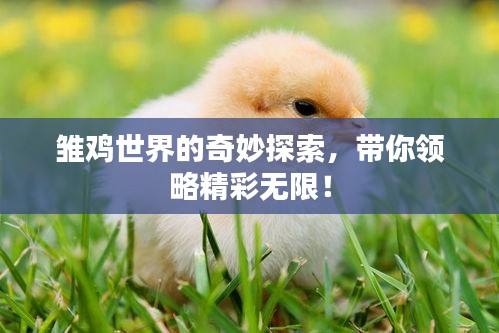 花开无言