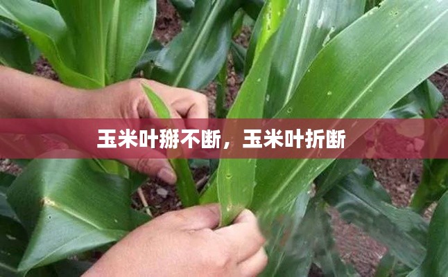 玉米叶掰不断，玉米叶折断 