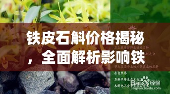 铁皮石斛价格揭秘，全面解析影响铁皮石斛价格的多种因素