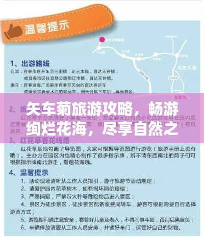 矢车菊旅游攻略，畅游绚烂花海，尽享自然之美