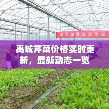 禹城芹菜价格实时更新，最新动态一览
