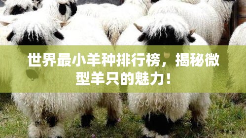 世界最小羊种排行榜，揭秘微型羊只的魅力！